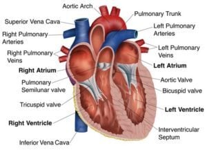 Heart-anatomy-500x361-1-300x217