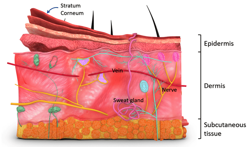 Skin-structure