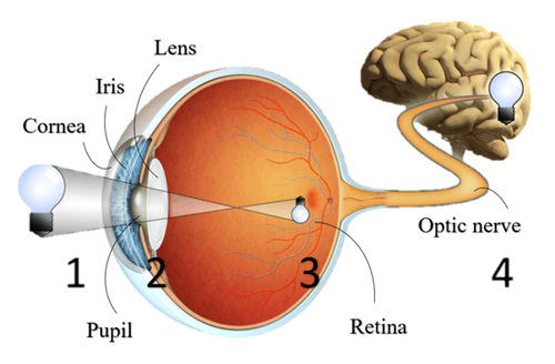Eyesight