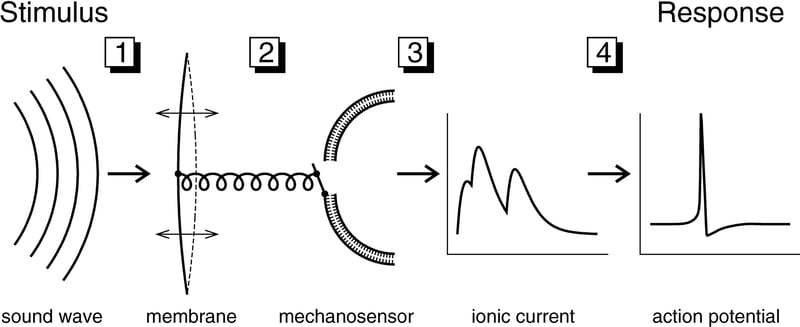 Sequential_Processing_in_the_Auditory_Transduction_Chain-2048x838